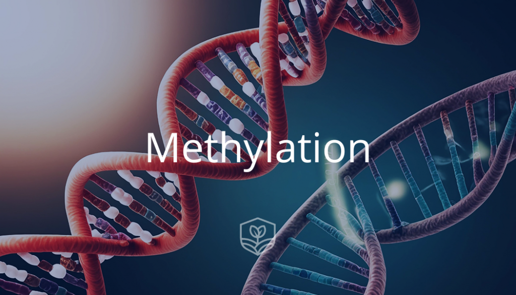Methylation NHIC